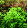 Hottonia palustris – Plume d’eau pour aquarium d’eau froide ou tempéré