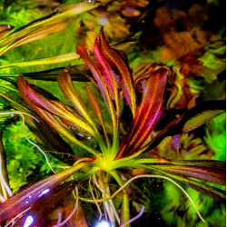 Echinodorus 'Red Devil' – Plante rouge flamboyante pour aquarium