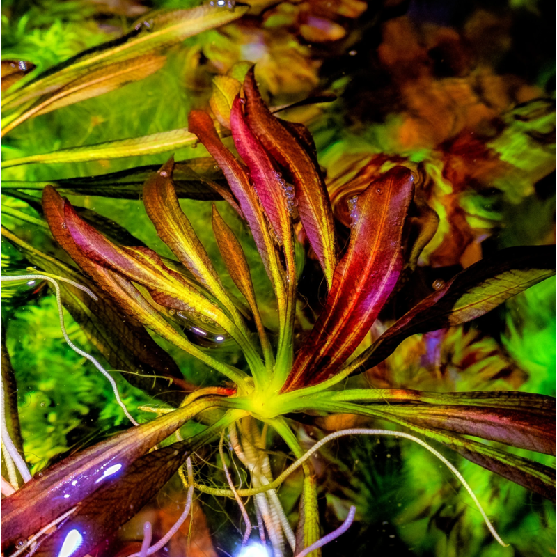 Echinodorus 'Red Devil' – Plante rouge flamboyante pour aquarium Echinodorus 'Red Devil' – Plante rouge flamboyante pour aquarium