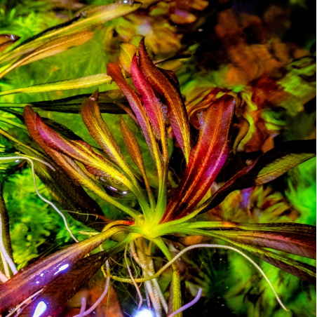 Echinodorus 'Red Devil' – Plante rouge flamboyante pour aquarium