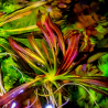 Echinodorus 'Red Devil' – Plante rouge flamboyante pour aquarium