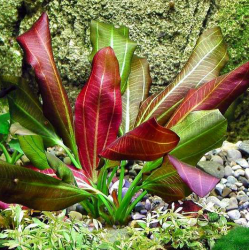 Echinodorus 'Paul Klocker' – Plante rouge marbrée pour aquarium planté