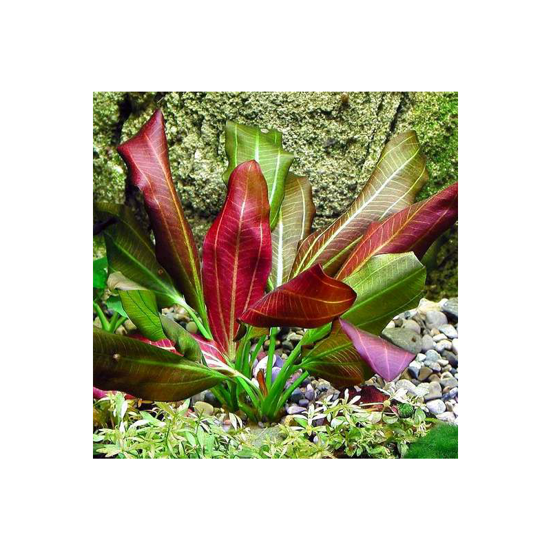 Echinodorus 'Paul Klocker' – Plante rouge marbrée pour aquarium planté Echinodorus 'Paul Klocker' – Plante rouge marbrée pour aquarium planté