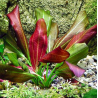 Echinodorus 'Paul Klocker' – Plante rouge marbrée pour aquarium planté