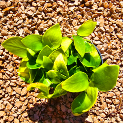 Anubias nana 'Gold' – Plante dorée compacte pour aquarium