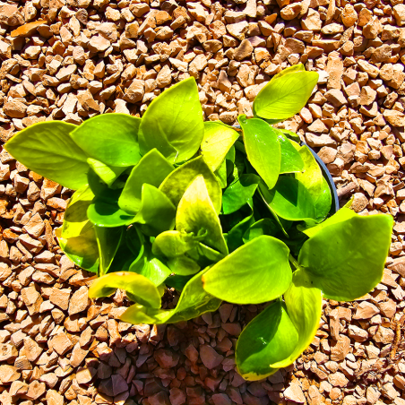 Anubias nana 'Gold' – Plante dorée compacte pour aquarium