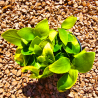 Anubias nana 'Gold' – Plante dorée compacte pour aquarium