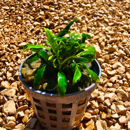 Anubias glabra 'Dragon Claw' – Plante rare pour aquarium