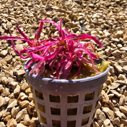 Hygrophila lancea 'Chai' – Plante rose rare pour aquascaping