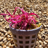 Hygrophila lancea 'Chai' – Plante rose rare pour aquascaping