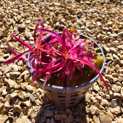 Hygrophila lancea 'Chai' – Plante rose rare pour aquascaping