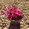 Hygrophila lancea 'Chai' – Plante rose rare pour aquascaping