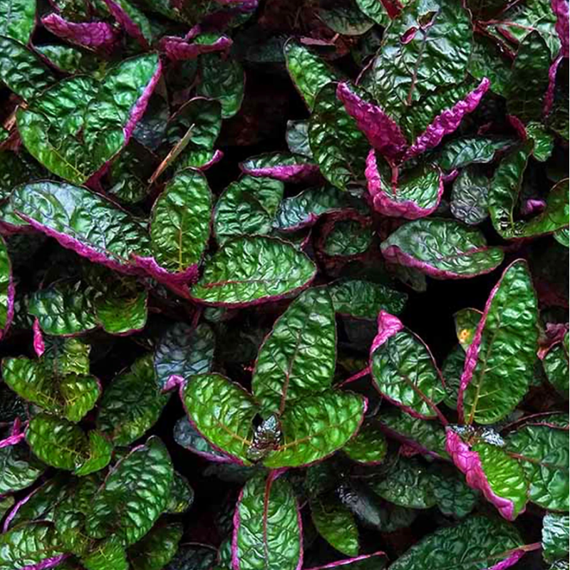 Hemigraphis exotica – Plante ornementale violette pour terrarium et paludarium Hemigraphis exotica – Plante ornementale violette pour terrarium et paludarium