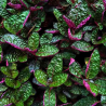 Hemigraphis exotica – Plante ornementale violette pour terrarium et paludarium