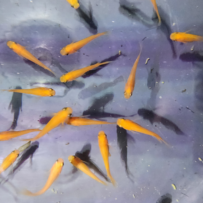 Médaka Sunrise Half Moon – Poisson-riz japonais orange doré