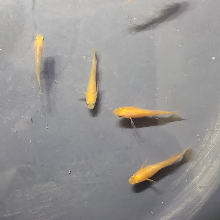 Médaka Red Emperor RLF – Poisson-riz japonais rouge lame impérial