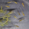 Médaka Gold Lame – Poisson-riz japonais doré scintillant