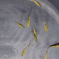 Médaka Gold Lame – Poisson-riz japonais doré scintillant
