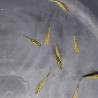 Médaka Gold Lame – Poisson-riz japonais doré scintillant
