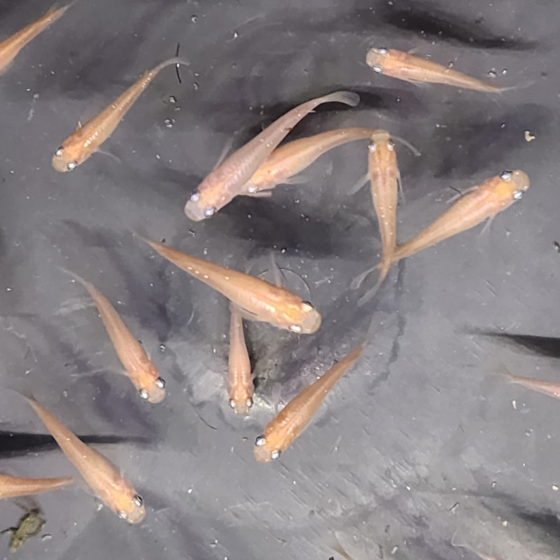 Médaka Red Emperor – Poisson-riz japonais rouge impérial