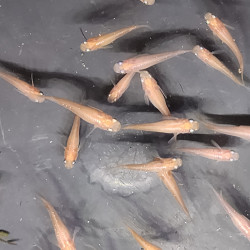 Médaka Red Emperor – Poisson-riz japonais rouge impérial