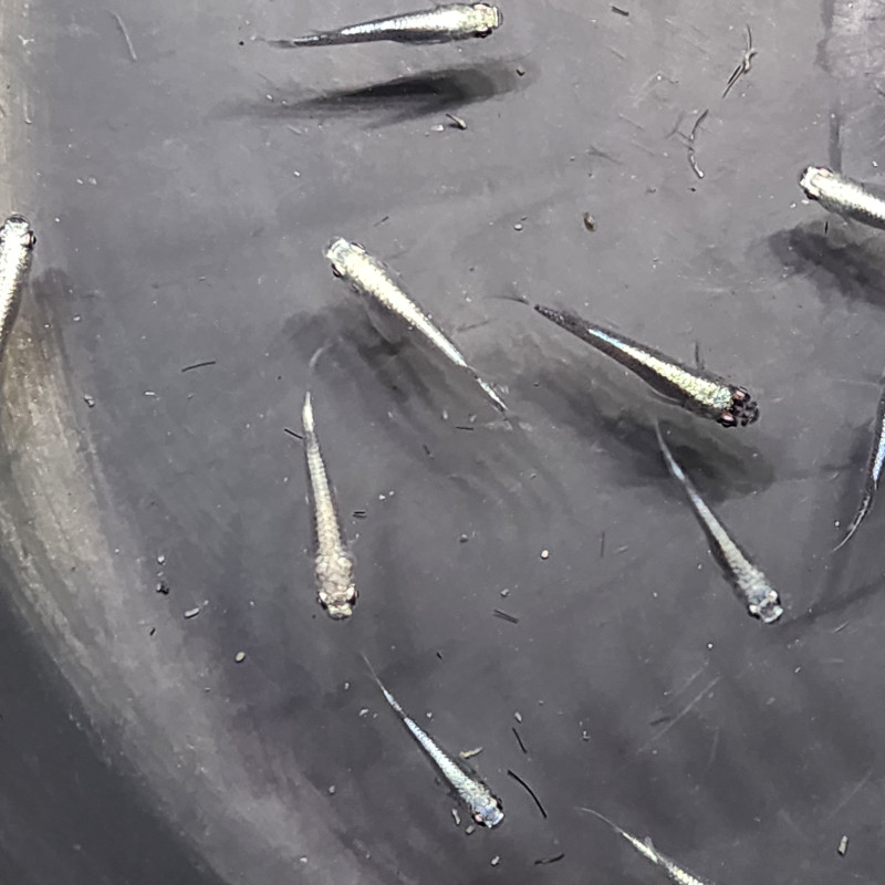 Médaka Miyukin Black – Poisson-riz japonais noir élégant