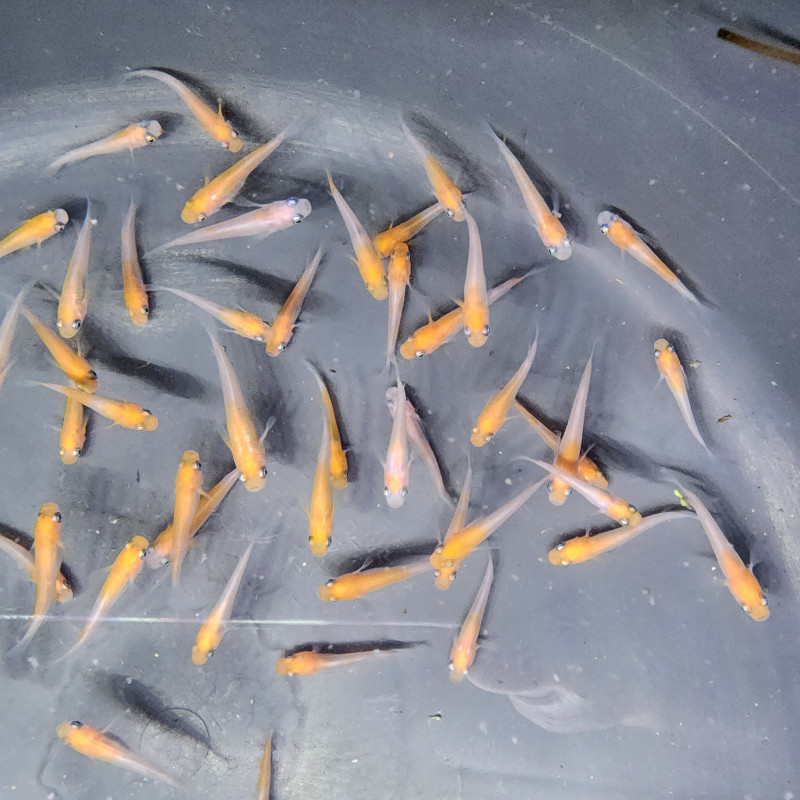 Médaka Komachi – Poisson-riz japonais bicolore raffiné