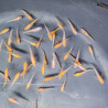 Médaka Komachi – Poisson-riz japonais bicolore raffiné