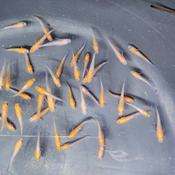 Médaka Komachi – Poisson-riz japonais bicolore raffiné