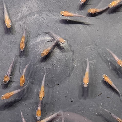 Médaka Kohaku Rame – Poisson-riz japonais bicolore élégant