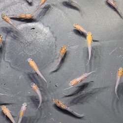 Médaka Kohaku Rame – Poisson-riz japonais bicolore élégant