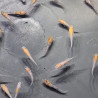 Médaka Kohaku Rame – Poisson-riz japonais bicolore élégant