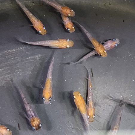 Médaka Kohaku Rame – Poisson-riz japonais bicolore élégant