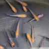 Médaka Kohaku Rame – Poisson-riz japonais bicolore élégant