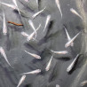 Médaka White Miyuki – Poisson-riz japonais blanc lumineux