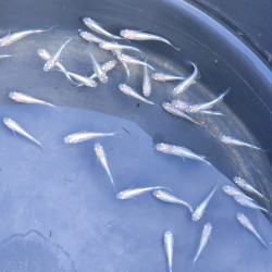 Médaka White Miyuki – Poisson-riz japonais blanc lumineux