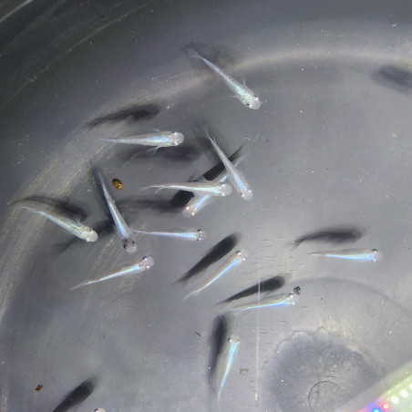 Médaka Blue Miyuki – Poisson-riz japonais bleu lumineux