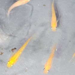 Médaka Orange Rame – Poisson-riz japonais robuste et coloré