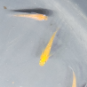 Médaka Orange Rame – Poisson-riz japonais robuste et coloré