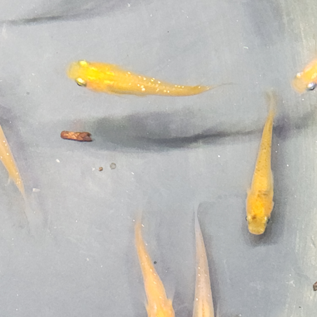 Médaka Orange Rame – Poisson-riz japonais robuste et coloré