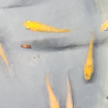 Médaka Orange Rame – Poisson-riz japonais robuste et coloré