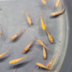 Médaka Orange Rame – Poisson-riz japonais robuste et coloré