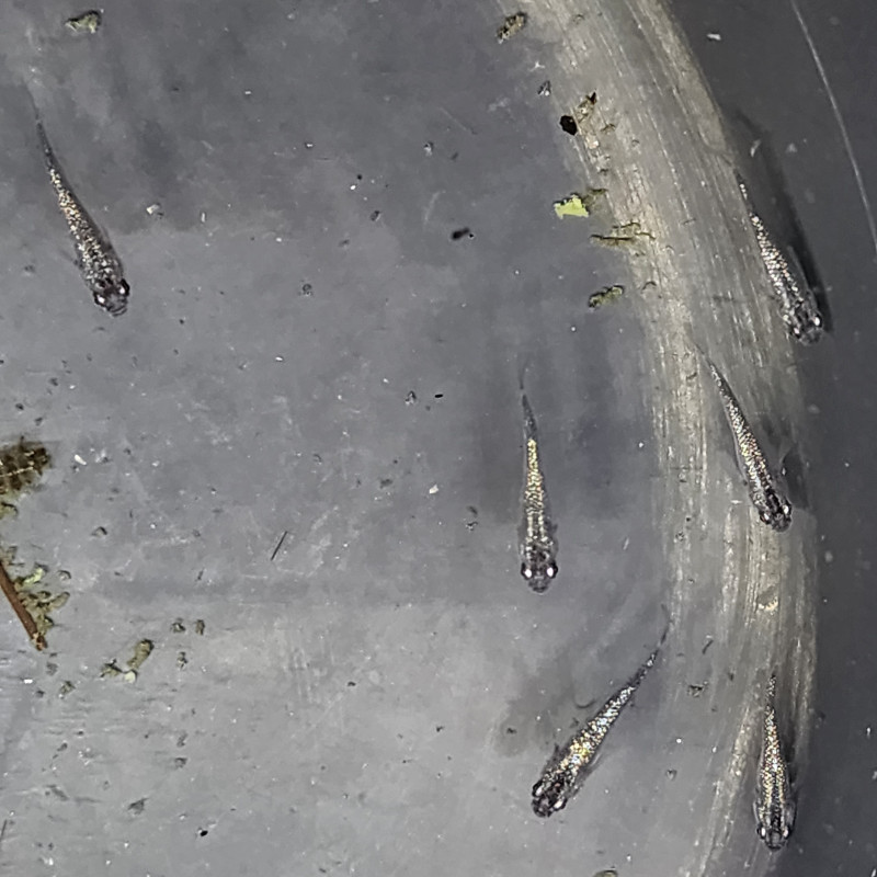 Médaka – ricefish Poisson de riz japonais rustique anti-moustiques