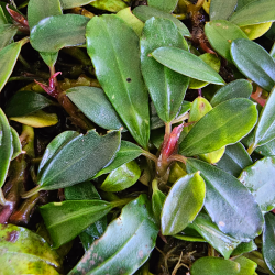 Bucephalandra 'Ambalan' – Plante rare pour aquarium et aquascaping