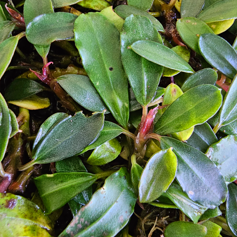 Bucephalandra 'Ambalan' – Plante rare pour aquarium et aquascaping Bucephalandra 'Ambalan' – Plante rare pour aquarium et aquascaping