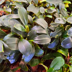 Bucephalandra 'Blue Amalanda' – Plante compacte aux reflets bleus