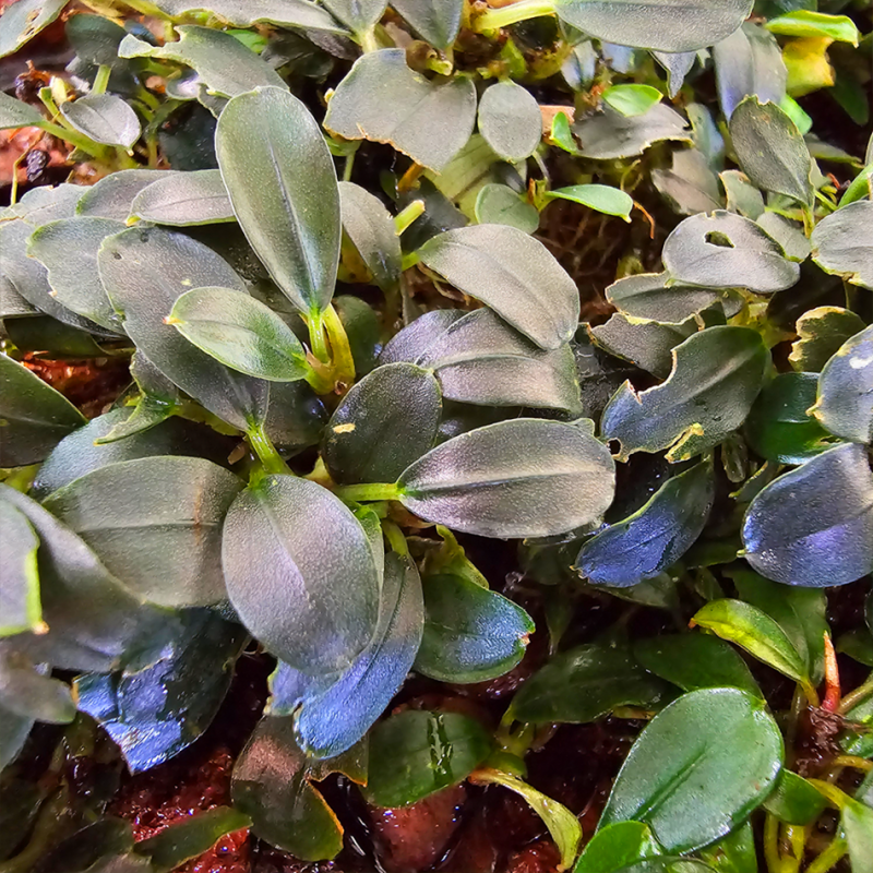 Bucephalandra 'Blue Amalanda' – Plante compacte aux reflets bleus Bucephalandra 'Blue Amalanda' – Plante compacte aux reflets bleus