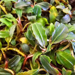 Bucephalandra 'Boyan' – Plante rare à feuilles ondulées pour aquarium
