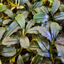 Bucephalandra 'Jade Pearl' – Plante rare aux reflets jade