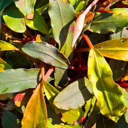 Bucephalandra 'Marie' – Plante rare aux jeunes pousses dorées